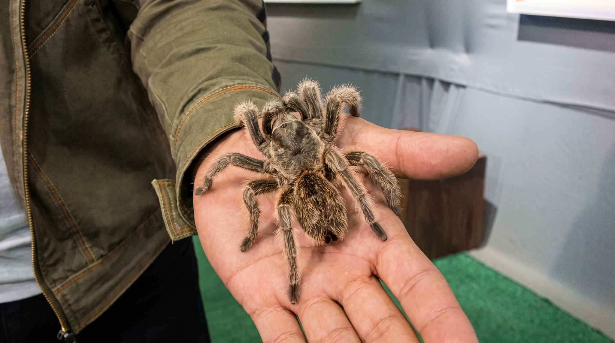 Tarántula sobre una mano durante una interacción guiada