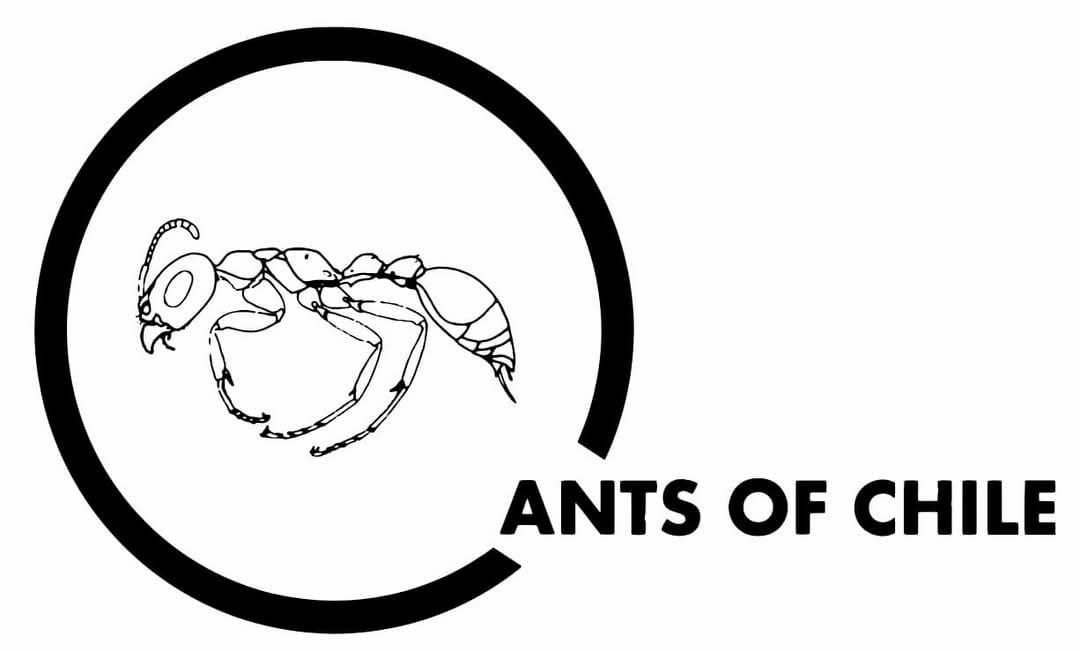 Ants of Chile Logo
