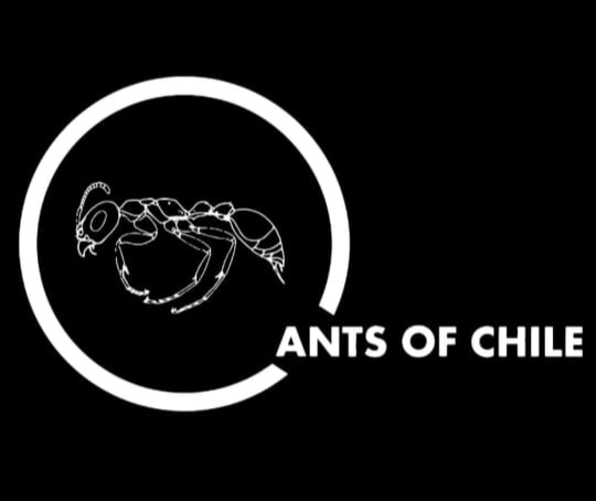 Ants of Chile Logo Footer